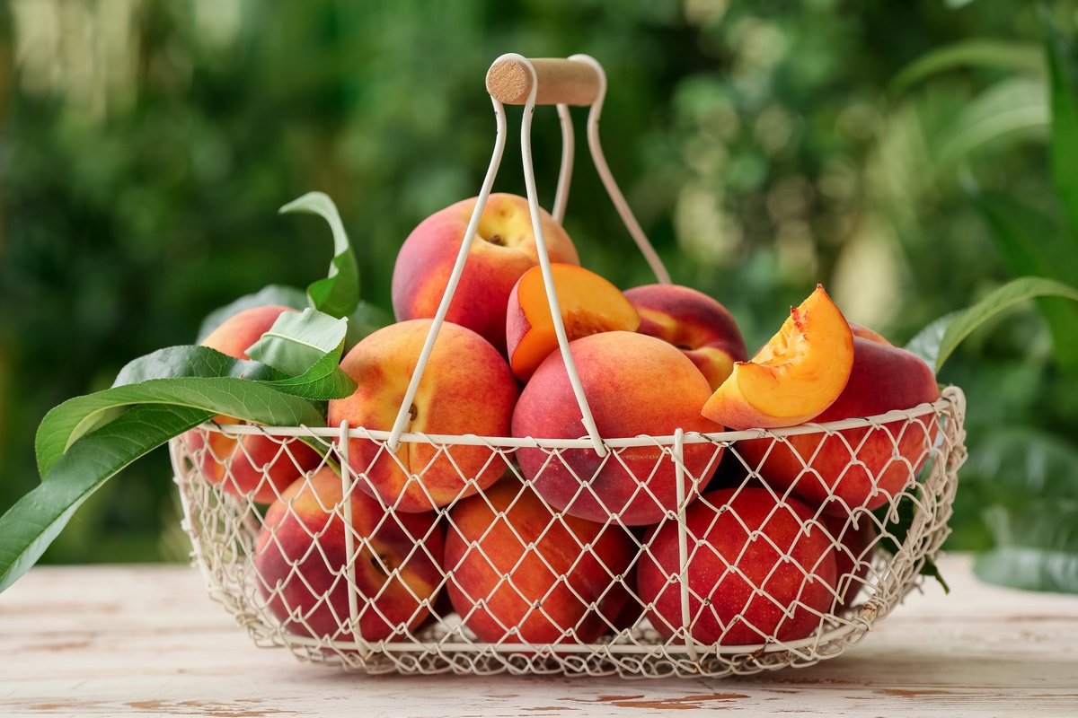 Персик в средней полосе — опыт выращивания. Фото — Ботаничка