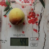 Плоды персика «Воронежский кустовой» небольшие