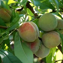 Зрелые плоды персика «Воронежский кустовой» немного зеленоватые