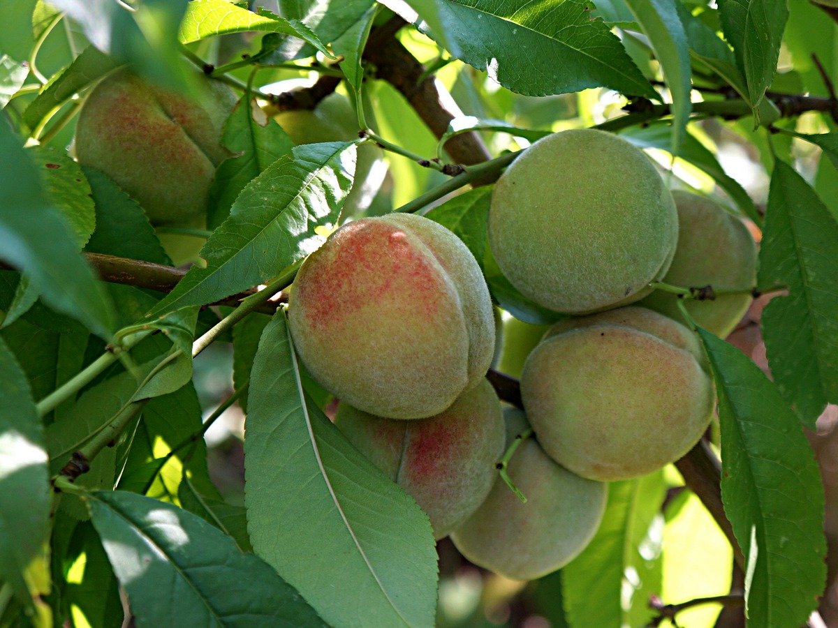 Персик в средней полосе — опыт выращивания. Фото — Ботаничка