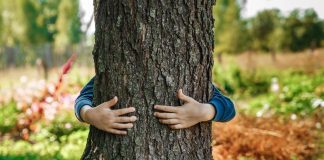 Какие деревья помогают нам сохранить здоровье?