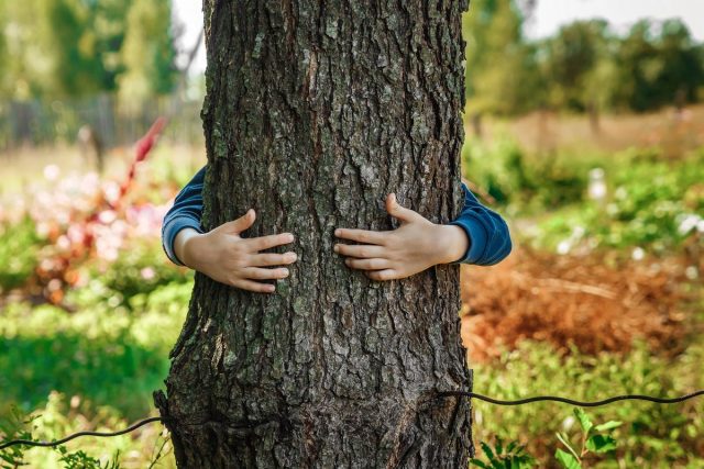 Какие деревья помогают нам сохранить здоровье?. Тополь, сосна, дуб.  Целебные свойства. Фото — Ботаничка
