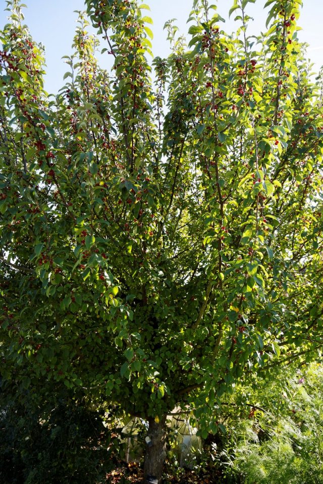Сибирская ягодная яблоня (Malus baccata var. Sibirica, Malus pallasiana, Malus sibirica)