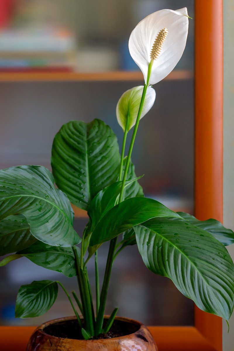 Спатифиллум фото комнатный цветок разновидности
