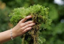 Удивительный мох сфагнум — как заготовить и использовать?