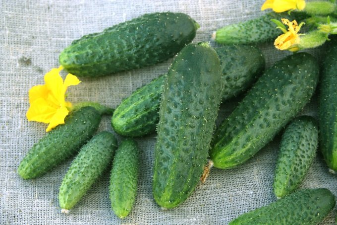 Самый красивый корнишон — Мурашка — Ботаничка