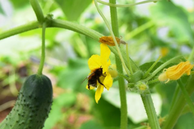 Пчела на цветке огурца