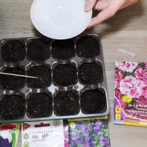 Высеваем семена петунии на торфяные таблетки