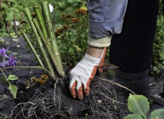 Как сохранить корневища и луковицы до весны
