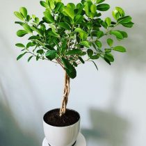 Фикус микрокарпа (Ficus microcarpa), сорт «Мокламе» (Moclame) 