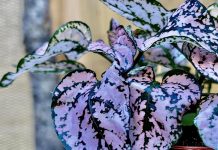 Гипоэстес — яркое растение в крапинку
