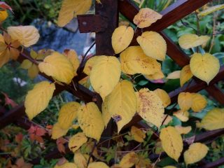 Осенняя окраска актинидии коломикта