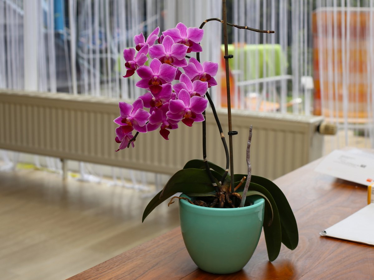 орхидеи дома фото