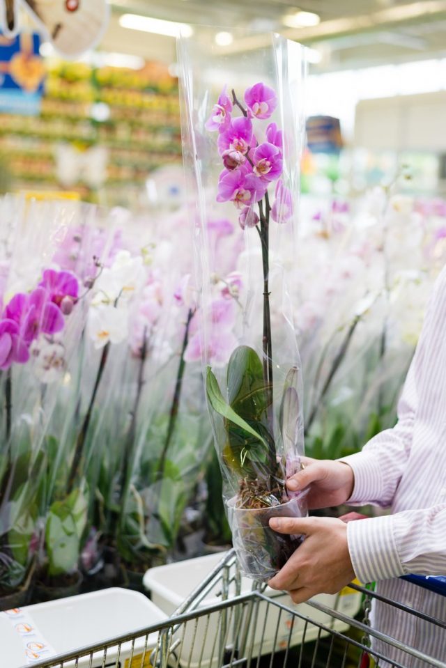 Самое главное при покупке орхидеи для дома — знания
