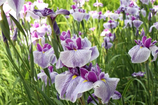 Ирис мечевидный (Iris ensata)