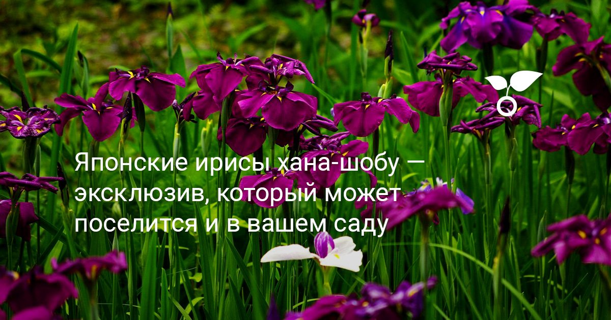 Японские ирисы хана-шобу — эксклюзив для вашего сада