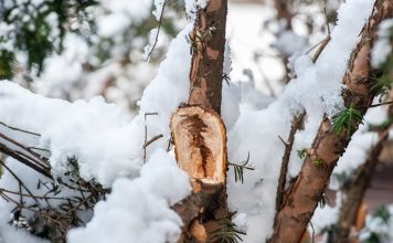 Зимние травмы деревьев и кустарников — проблемы и решения
