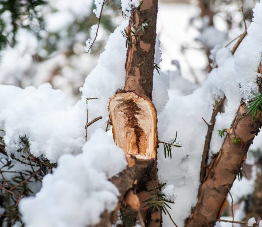 Зимние травмы деревьев и кустарников — проблемы и решения