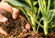 Органические удобрения — нестареющая классика