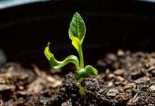 Скрученные листья — приговор или просьба о помощи?