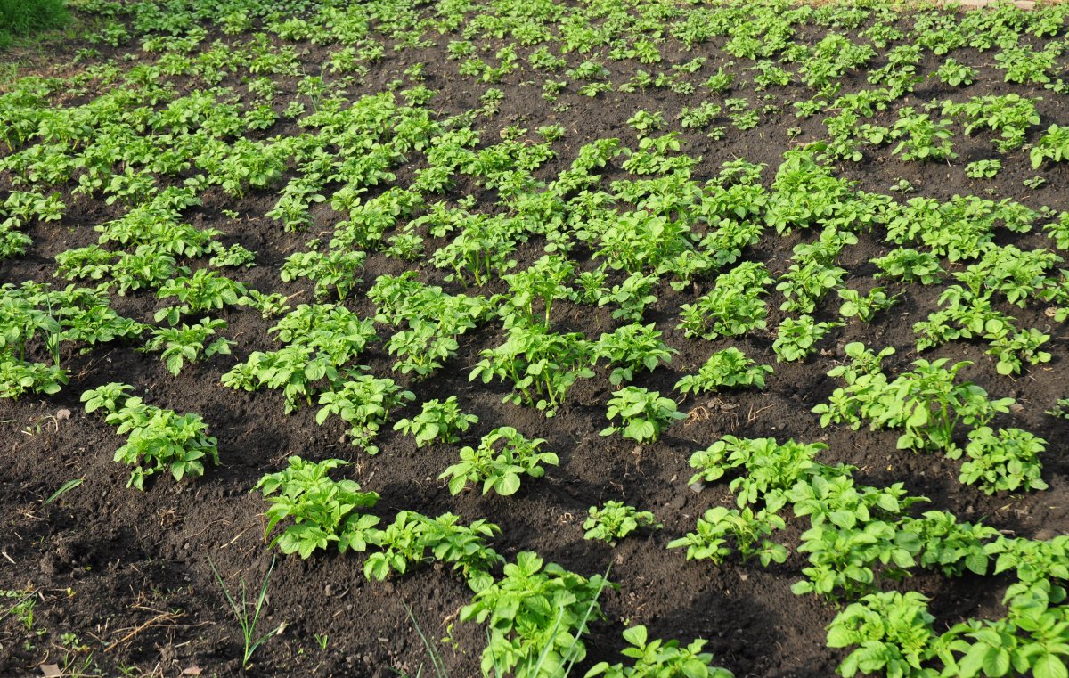 10 способов посадки картофеля — Ботаничка