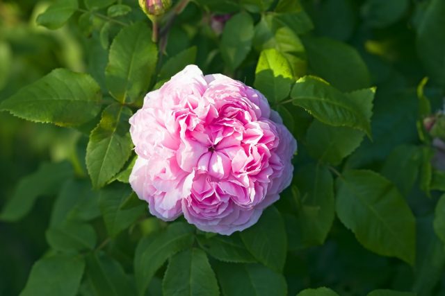 Роза (Rosa rugosa)