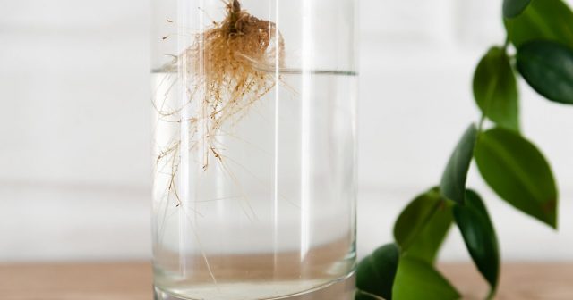 Корни растения в растворе янтарной кислоты