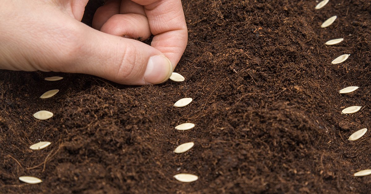 Как посеять семена огурцов. Посев семян. Посадочный материал для посева семян огурца. Посев семян Shutterstock. Семена были посеяны.