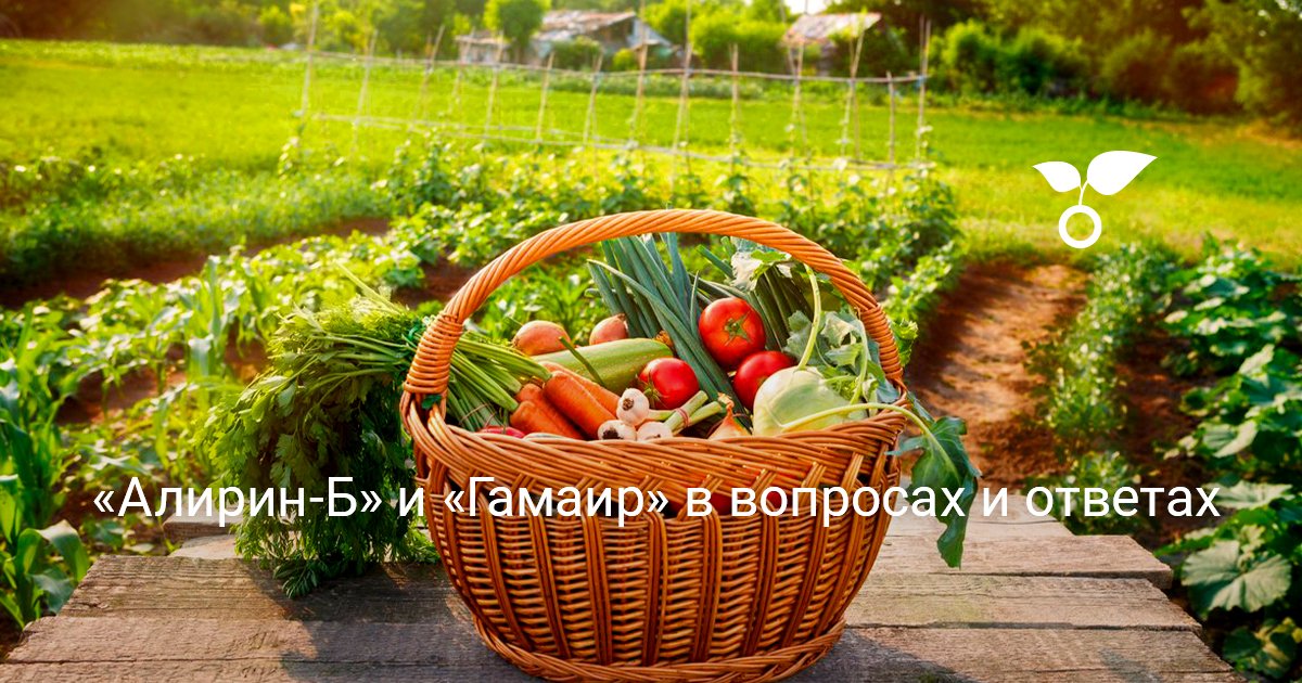 «Алирин-Б» и «Гамаир» в вопросах и ответах — Ботаничка