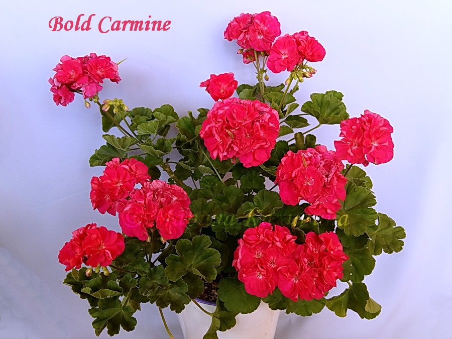 Bold-Carmine4