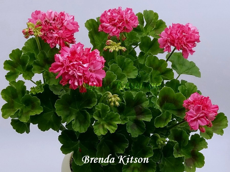 Brenda-Kitson2