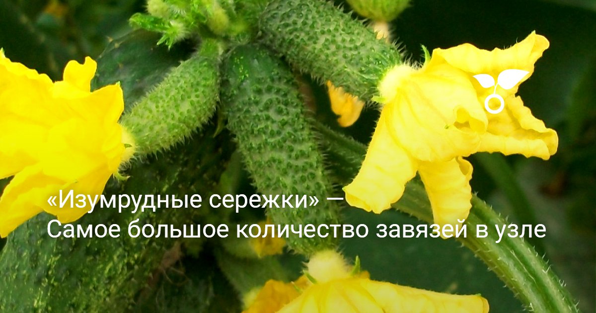 Огурцы Изумрудная Сережка Отзывы Фото