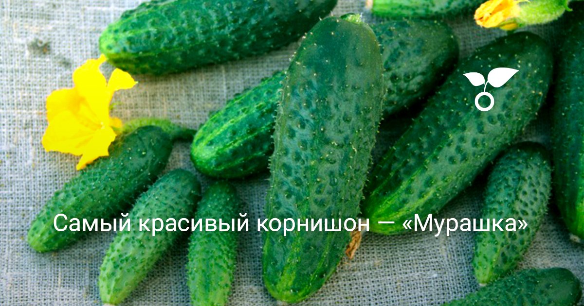 Самый красивый корнишон — Мурашка — Ботаничка