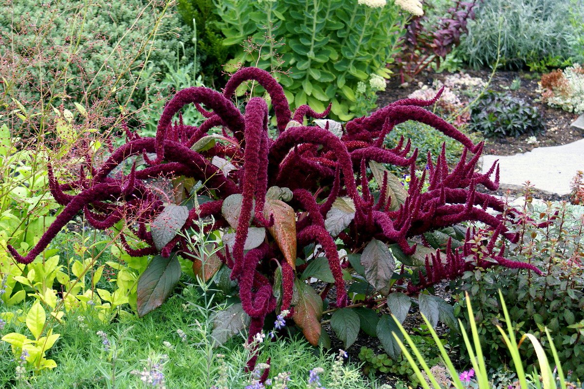 Амарант фото растения в саду