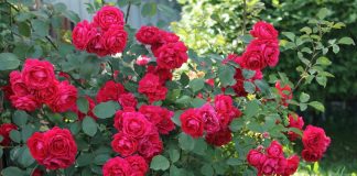 Чайно-гибридные и плетистые розы — характеристики сортов для разных регионов