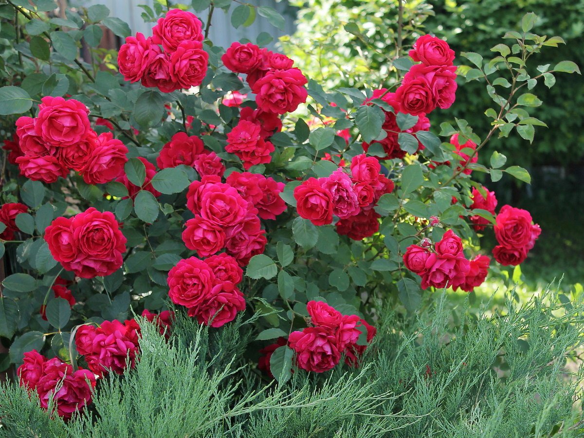 Чайно-гибридные и плетистые розы — характеристики сортов для разных  регионов. Фото — Ботаничка