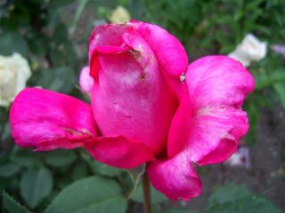 Роза «Пароль» под дождём