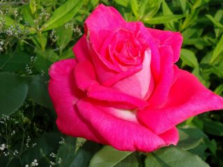 Роза «Пароль» на солнце