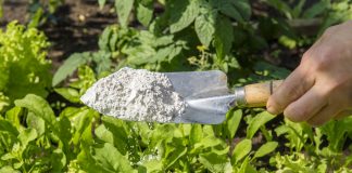 Диатомит, или кизельгур — органический пестицид для борьбы с вредителями