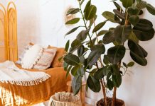 Фикус эластика — классика среди крупных комнатных растений
