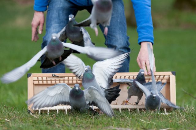 Cпортивный голубь может развивать скорость более чем 2 километра за одну минуту