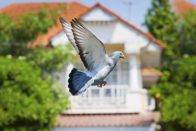 Если голуби летают рядом с домом, в котором проходит свадебный пир, то это принесет молодым счастье 