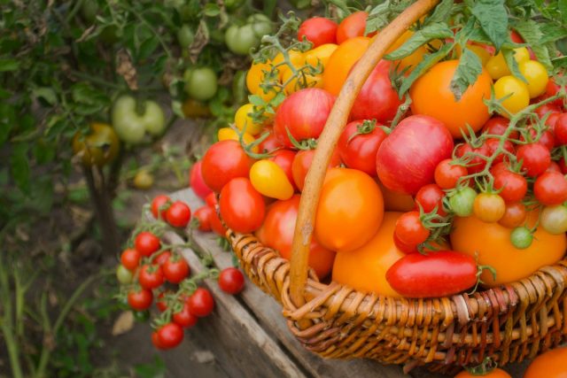 Как вырастить урожай действительно сладких томатов?