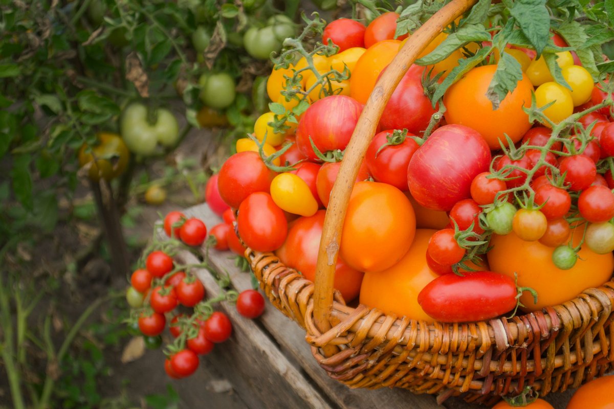 Как вырастить урожай действительно сладких томатов? Выбор семян иправильный уход. Фото — Ботаничка