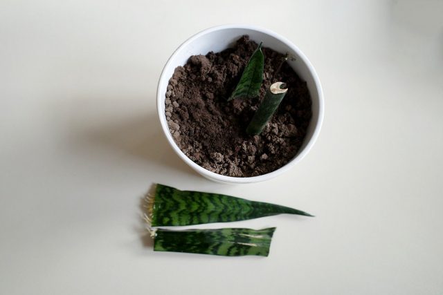 Надежный способ укоренения отрезков листьев сансевиерии — в почве или песке