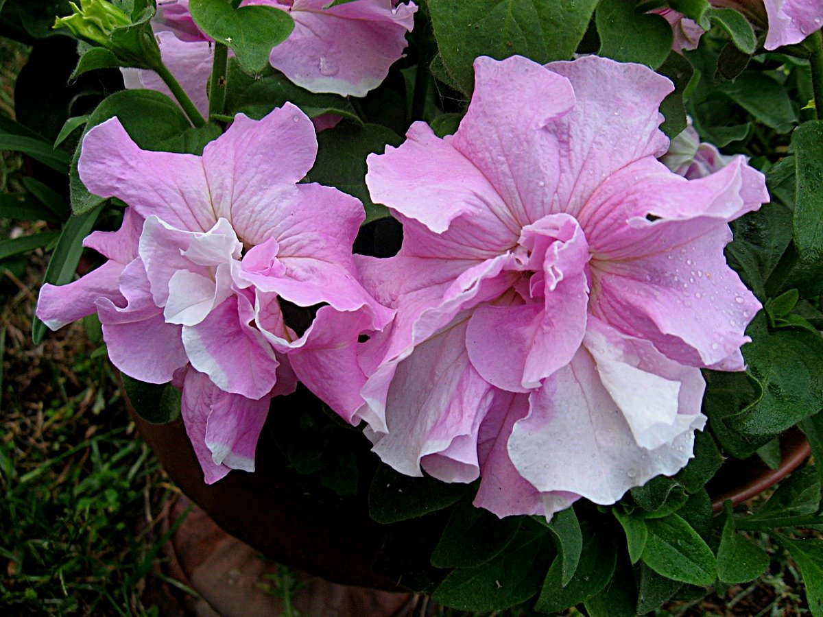 Популярные сорта розовых петуний: