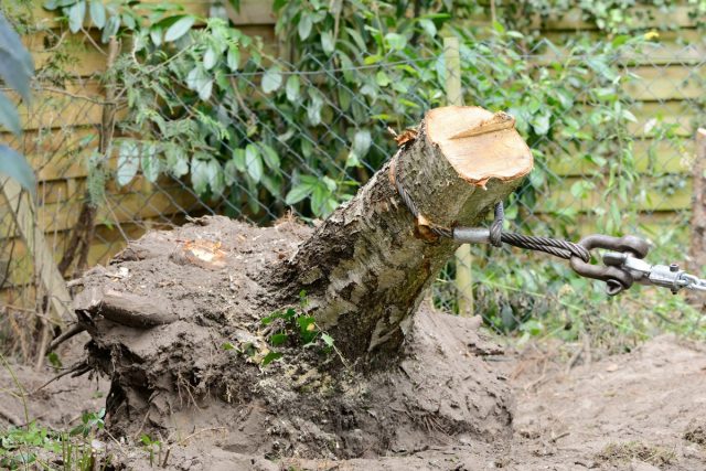 В серьезных случаях срубите дерево и удалите корневую систему