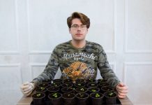 Пикировка петуний: зачем нужна и как её делать?