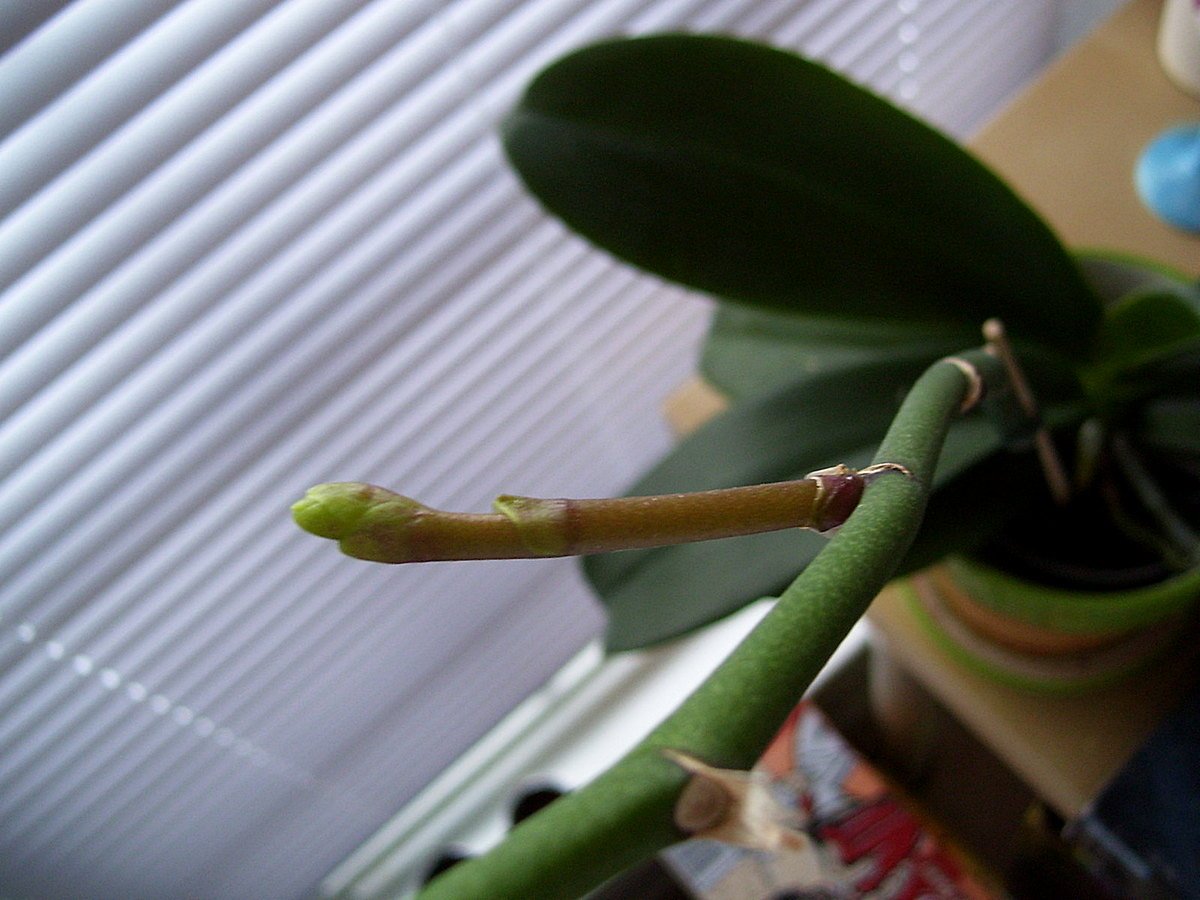 Как вырастить орхидею в домашних условиях из цветоноса или листа: простые способы, советы