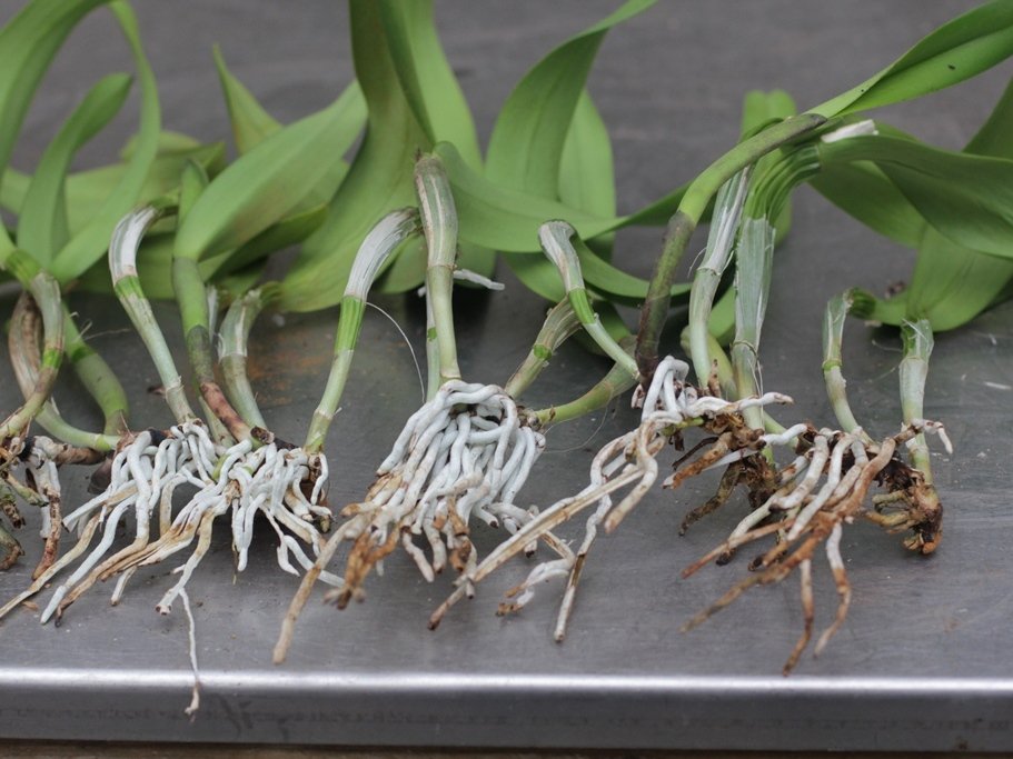 С помощью корней можно размножить орхидею? | Как размножить с помощью корней? | Орхидом | Дзен